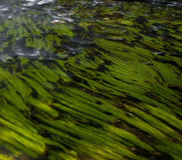 Browse gallery in a new window