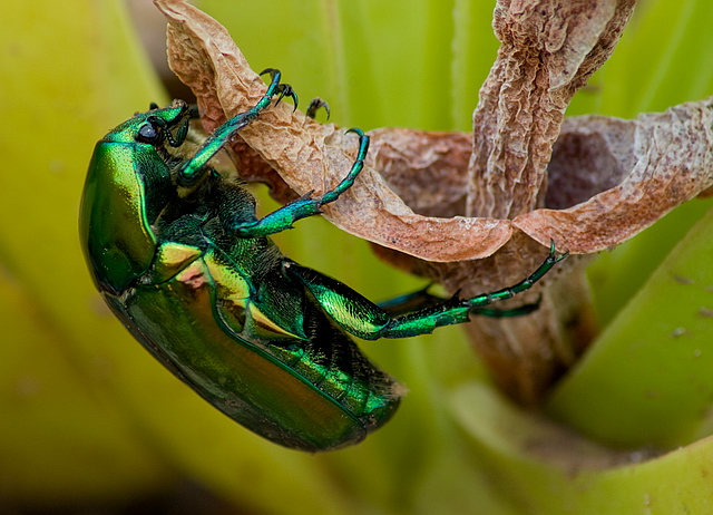 Browse gallery in a new window