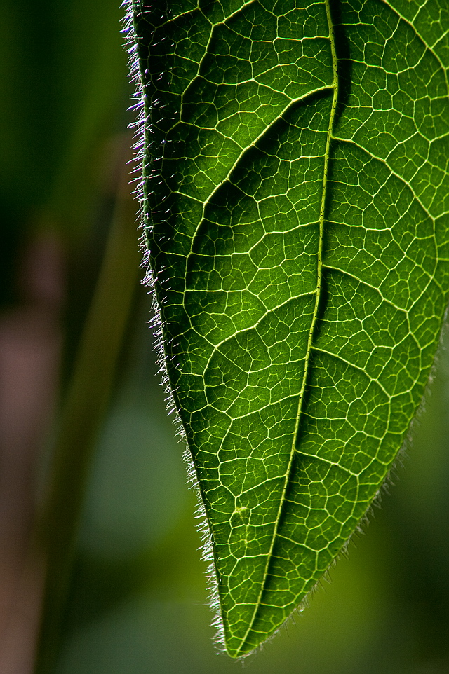 Browse gallery in a new window