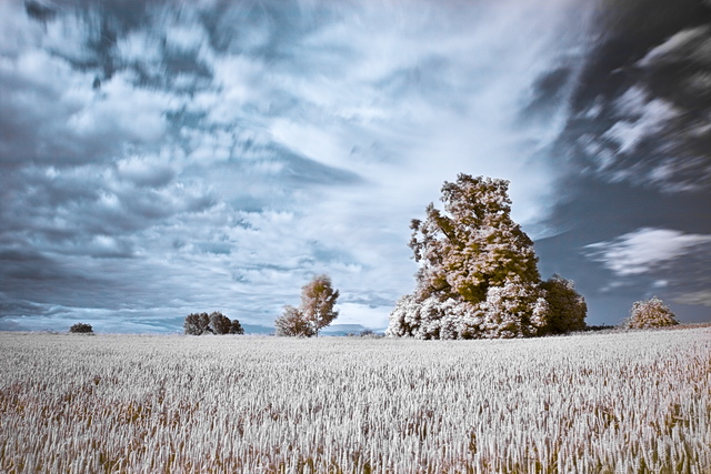 Browse gallery in a new window