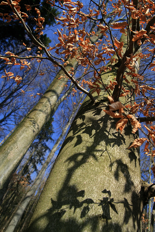 Browse gallery in a new window