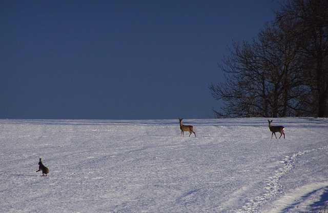 Browse gallery in a new window