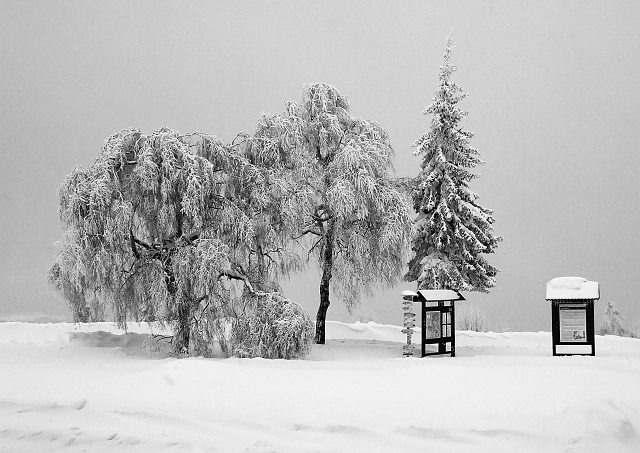 Browse gallery in a new window