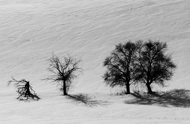 Browse gallery in a new window