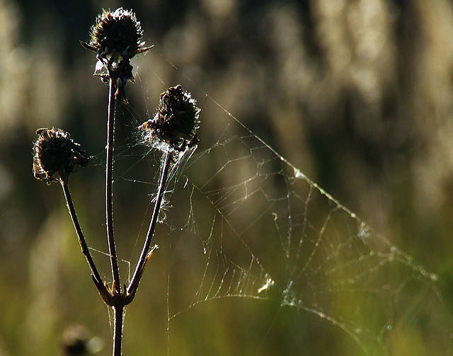 Browse gallery in a new window