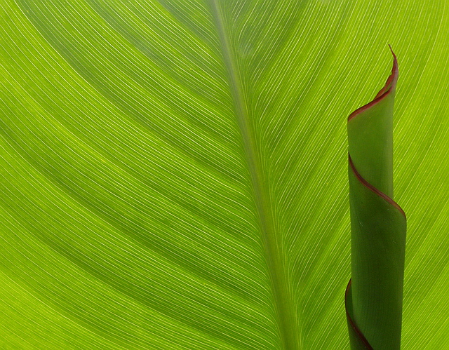 Browse gallery in a new window