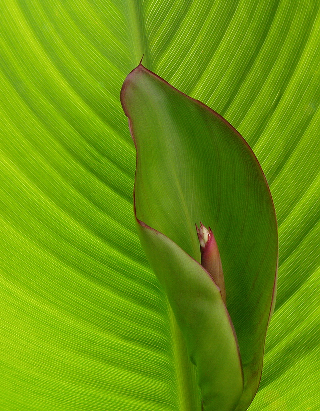 Browse gallery in a new window