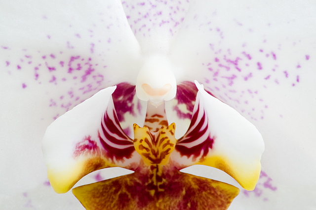 Browse gallery in a new window