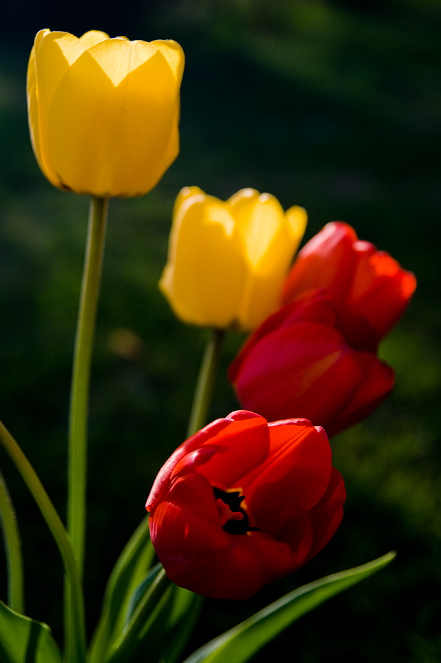 Browse gallery in a new window