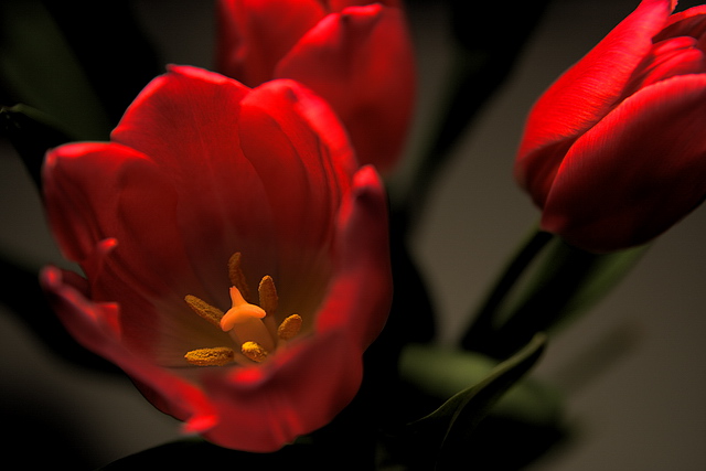 Browse gallery in a new window