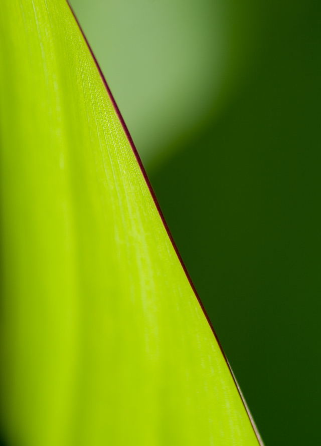 Browse gallery in a new window