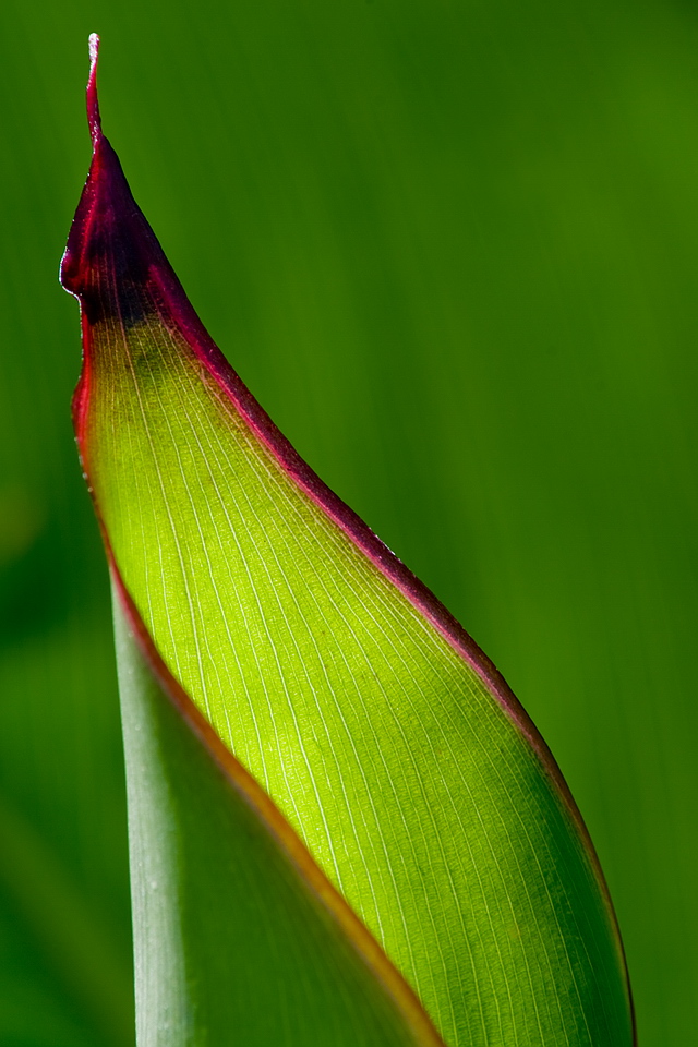 Browse gallery in a new window