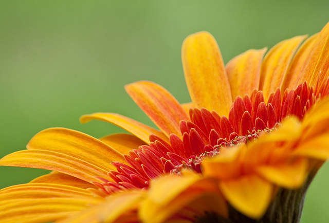 Browse gallery in a new window