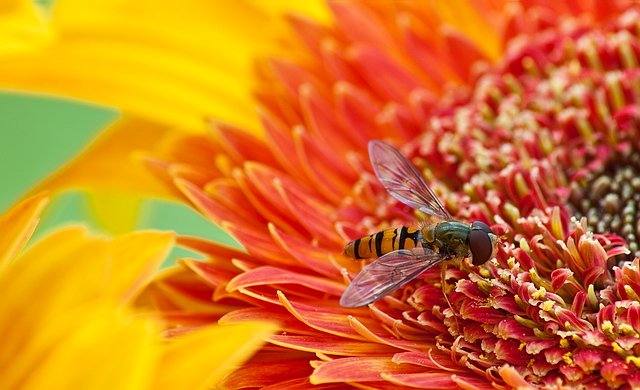 Browse gallery in a new window