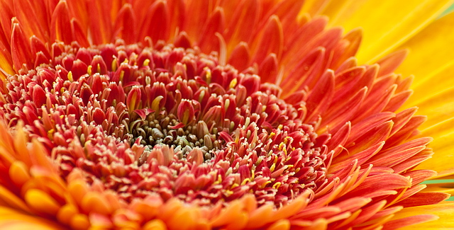 Browse gallery in a new window