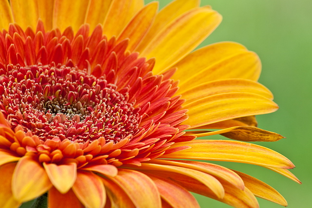 Browse gallery in a new window