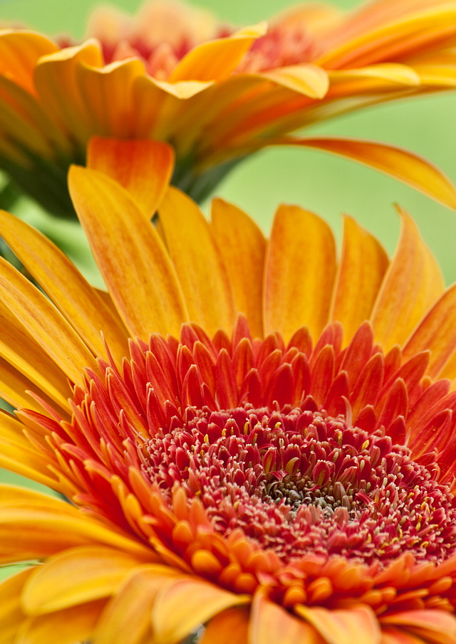 Browse gallery in a new window