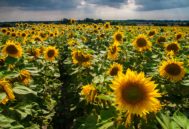 Browse gallery in a new window