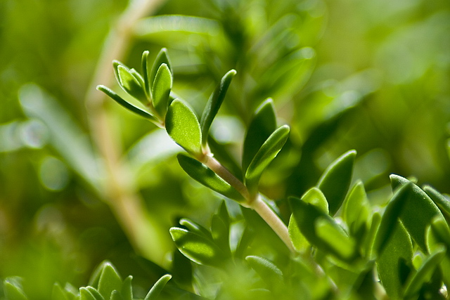 Browse gallery in a new window