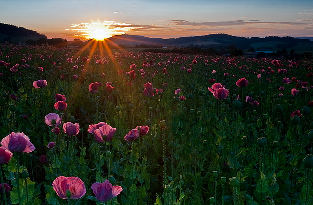 Browse gallery in a new window