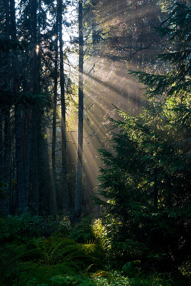 Browse gallery in a new window