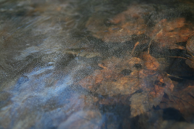 Browse gallery in a new window