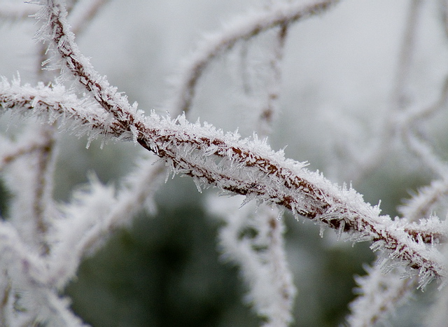 Browse gallery in a new window