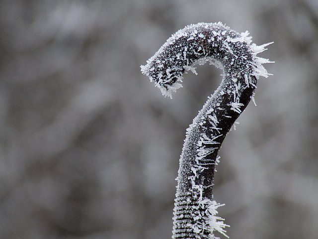 Browse gallery in a new window