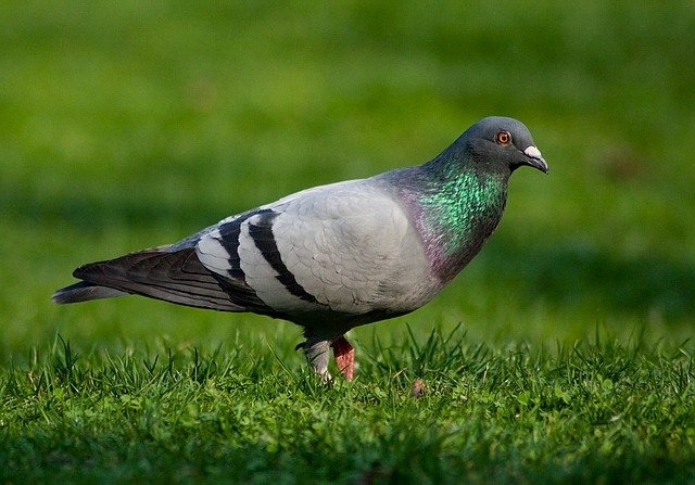 Browse gallery in a new window