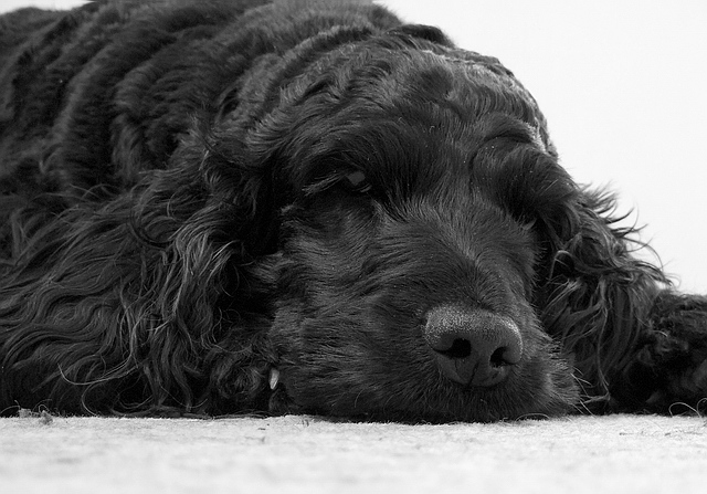 Browse gallery in a new window