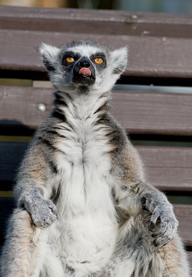 Browse gallery in a new window