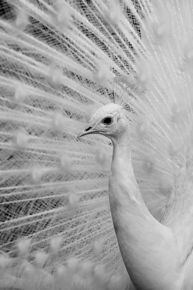 Browse gallery in a new window