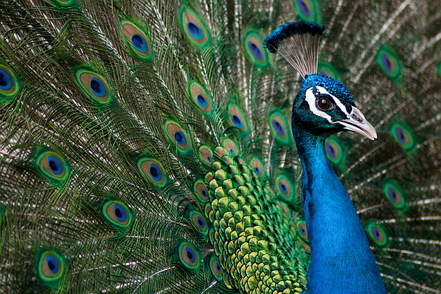 Browse gallery in a new window