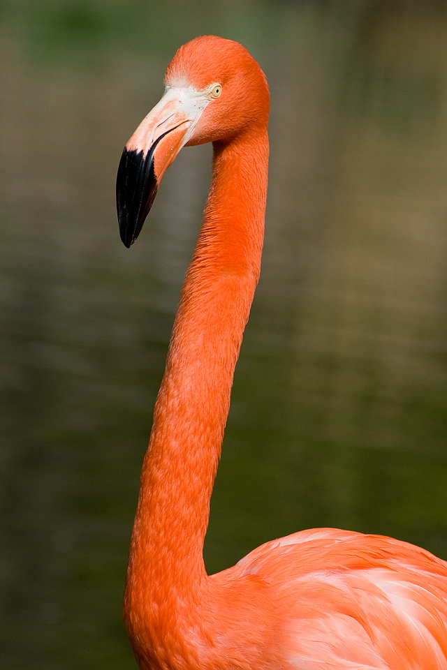 Browse gallery in a new window